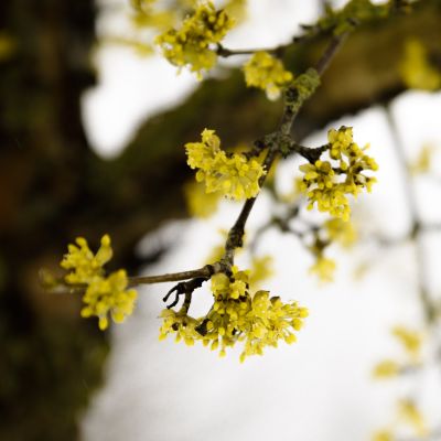 Barockgarten am Schloss Drottningholm in Schweden, umgeben von vierreihigen Kaiser-Linden, die von Lorenz von Ehren gezogen und 2008 geliefert wurden. Heute prägen sie majestätisch die Landschaft.